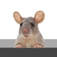 little grey mouse, doctor of pan-rodentia studies.(@NotOneNotTwo) 's Twitter Profile Photo