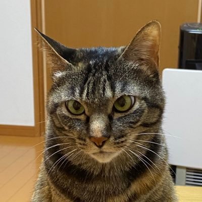 sibuchou_F Profile Picture