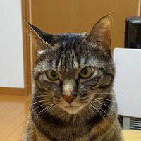 支部長 (@sibuchou_f) Twitter profile photo
