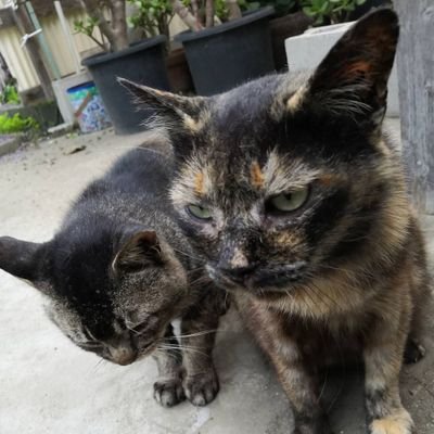 まったり。概ねRT(RP)するだけの存在。ライフワークバランスぶっこわれ休養中。心に余裕を持ってゲームできる生活に戻りたい🎮ゆーきゃんきっかけでSTGR。
お声がけは責任感のある金銭的に自立した方でお願いいたします。基本的にはローソン店内📮への投函になります。窓口へは梱包後で直近の行ける日で良ければ対応可能です💪