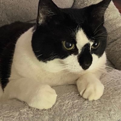 KotoYousoro's profile picture. If you found this account, no you didn't.