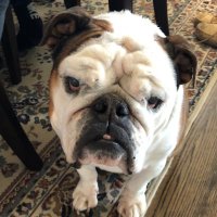 Big Hoss (@fromwhitecastle) 's Twitter Profile