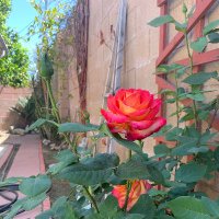 Empath Jazz (@empathjazz) 's Twitter Profile