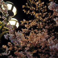 かたの さく (@bl89ilwt7ztlhsq) 's Twitter Profile
