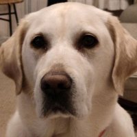 Helen of Troy ππ (@atea1000chips) 's Twitter Profile Photo Helen of Troy ππ (@atea1000chips) 's Twitter Profile Photo