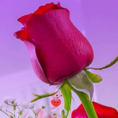 ShafeekFasil's profile picture. Sex