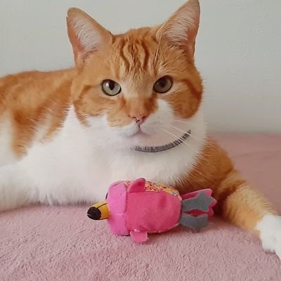 Ginger Cat - From the Netherlands - instagram _the_ginger_cat_