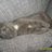 andersen_thomas's profile image
