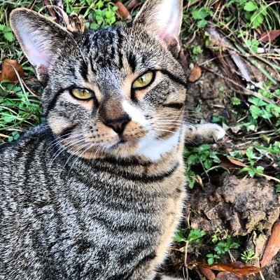 OG_Oliviagrace's profile picture. Olive-Sober-mind. Twitters DJ. Peace, Heart to heart! I saved this. I AM L💓VE. #Incandescent #Enferma #PlumPudding #IamOliviaGrace #OG