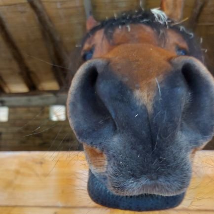 Médico Veterinaria, UCLA 👩🏻‍⚕️⚕
Dedicada a los Equinos 🐴
Venezolana 🇻🇪
Admiradora de la tierra y sus maravillas.