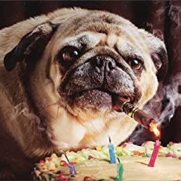 Just a humble pug who loves cigars.