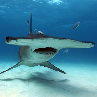 FishyOTD's profile picture. Erin 🦈 || 19 || Sea creature enthusiast