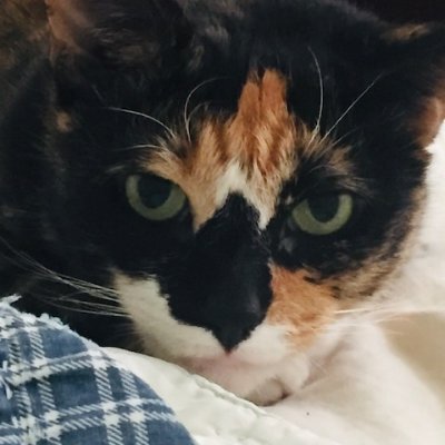 Rescue calico. I'm 85% lovebug and 15% tortitude :)