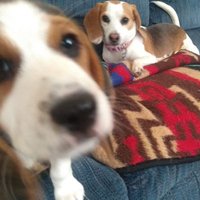 The Weekly Beagle (@weeklybeagle) 's Twitter Profile Photo The Weekly Beagle (@weeklybeagle) 's Twitter Profile Photo