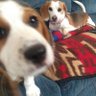 WeeklyBeagle's profile picture. Hi der! I's Scout n I's a Beagle Princess. My's Brofur is Ranger n hims jus a Boyo. Follow us fur funners, adventures, jokes, n general shenanigans!