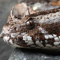 IUCN SSC Viper Specialist Group (@viper_iucn) 's Twitter Profile