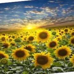 0beyondblessed's profile picture. 