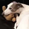 LindaMelisande's profile picture. Interested in everything.
 Sighthound lover, voracious reader,Married for 54yrs..so far,  Mother to 3 Nonna to 5. Vacillating between hope & despair.