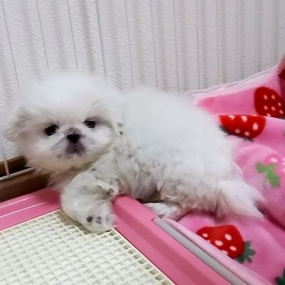 🅾🆂🅰🅺🅰 🗾 🅹🅰🅿🅰🅽 🇯🇵
#ペキニーズ ホワイト 2021.3.3生♂ 🐶
#wood2 出身 🏘
#うちの子記念日 2021.5.1 🕊
2024.3.3 4.9 ㌔ ⚖️
念願のペキニーズでハクと言います💘
🈵 4歳 ㊗️
Twitter使い方分かりません💦