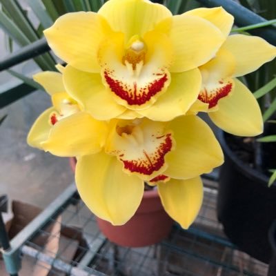 Bonnietheconure's profile picture. Know justice know peace Antifascist Flaming liberal SciFi There are no gods Extinction is forever Find me on🦋