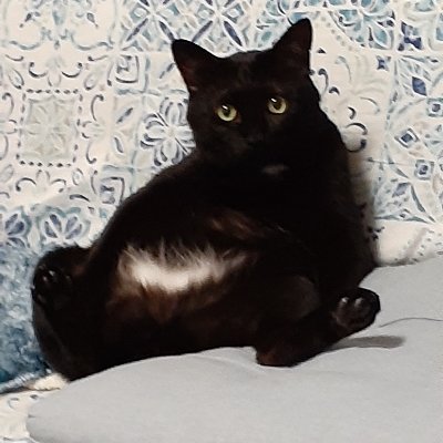 黒猫2匹と暮らしてます。Twitter初心者🔰なのでポツリポツリ、ゆっくりさせて頂きます😅
うちと同じ黒猫ちゃん見ると、ついついいいね❤️しちゃいます☺️
無言フォロー失礼します🙏
DM怖い思いをしたのでスルーさせて頂きます😣💦⤵️
