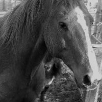 Horse Lady Cornfield(@TanyaCornfield) 's Twitter Profile Photo