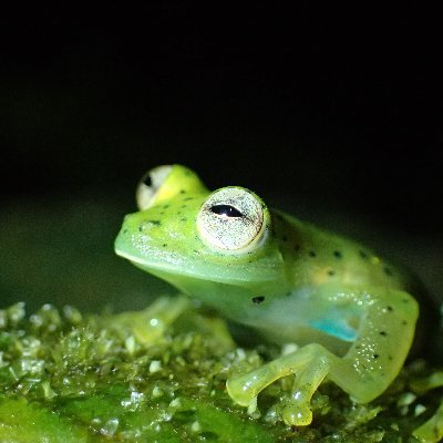 Is there anything better than working with amphibians? The correct answer is 