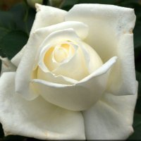Lou York (@louyork1111) 's Twitter Profile