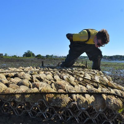 PhD student at the University of Portsmouth working on oyster 🦪 & saltmarsh 🌾restoration. Constantly covered in mud. He/him.