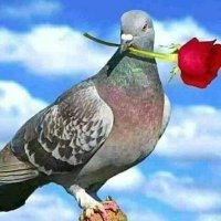 احمدالصامت (@ojemfreypmdku7j) 's Twitter Profile