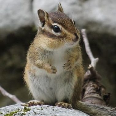 リポストは自分のためのブックマークです/お邪魔なときはミュートかリポストオフしてください/ 整体とか身体のこととかは ▷▷ にぎ @Nigihayahi24 /