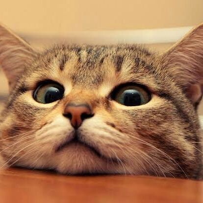 Night35864437's profile picture. 