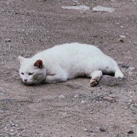 ねこりんご (@swgne1o0cj4dsgh) 's Twitter Profile