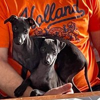 Bruno P (@bnopsny) 's Twitter Profile