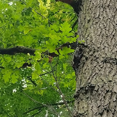 BertrandVantor1's profile picture. Mijn naam is Bertrand, 40 jaar en ik kom uit Bavikhove