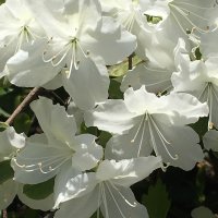 Joan L Floyd (@bmorezones) 's Twitter Profile Photo