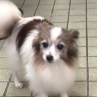 イヌチ (@anecj) 's Twitter Profile