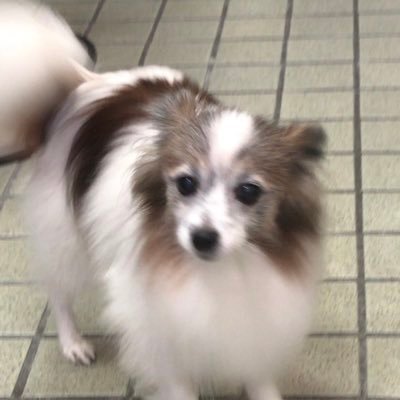 イヌチ