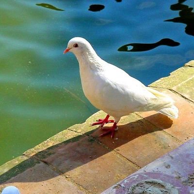 Aunque ande en valle de sombra o de muerte no temeré mal alguno, porque tú estarás conmigo Salmo 23:4