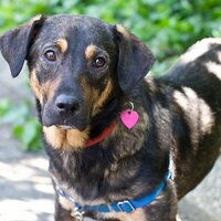 K-9 Lifesavers (@k9lifesavers) 's Twitter Profile