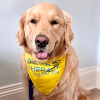 Loki the Golden Therapy Dog(@LokiPATdog) 's Twitter Profile Photo