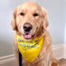 Loki the Golden Therapy Dog (@LokiPATdog) Twitter profile photo