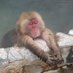 モン🐒🍌 (@shigeruizm) Twitter profile photo