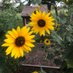 I’m probably in the garden (@myviewfromhere2) Twitter profile photo I’m probably in the garden (@myviewfromhere2) Twitter profile photo