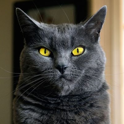 🐈⬛ANIMALS ARTS BOOKS BUSINESS DESIGN FANFICS FASHION FOOD HISTORY INTERIOR LIFESTYLE MUSIC NEWS POLITICS SPORTS TRAVEL VINTAGE #mythoughtsideas #FaithHope🩷