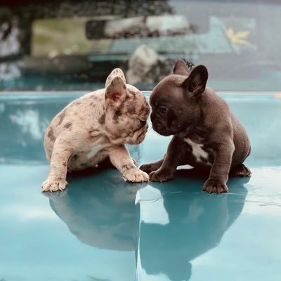 crypto life and frenchie life