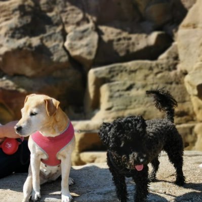 Northern lass living in Northumberland, happy on the beach with my 2 dogs