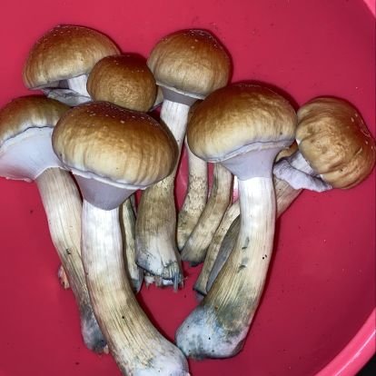 Mycologist #psychedelic enthusiast.More focused on helping out with Anxiety , PTSD, depression and insomnia Dm if interested #lsdtabs #mushrooms #dmt #ecstasy