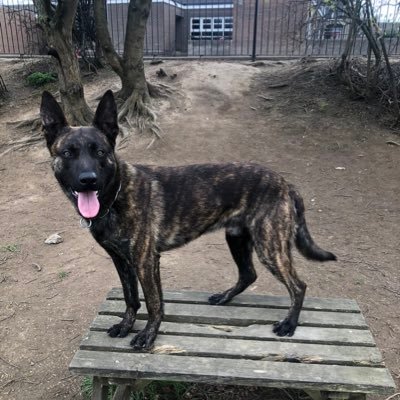 boy_walker7's profile picture. Handler to TPD Judge and PD Benji
