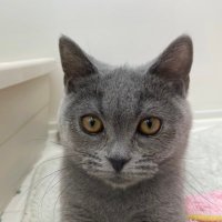 アーティ (@aatyaatybling) 's Twitter Profile